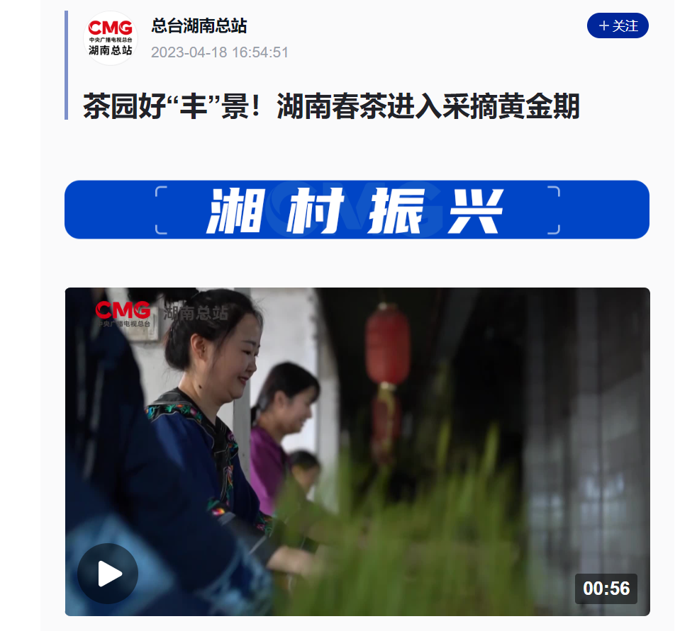 茶園好“豐”景！湖南春茶進(jìn)入采摘黃金期