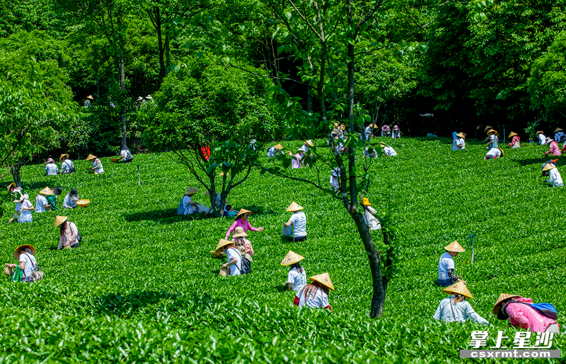 湘豐茶業(yè)集團歐盟有機和雨林雙認證的標準化示范茶園。
