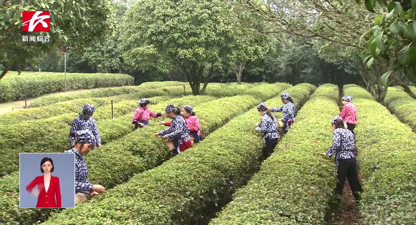 20多萬(wàn)畝春茶搶“鮮”開采 茶旅融合促振興