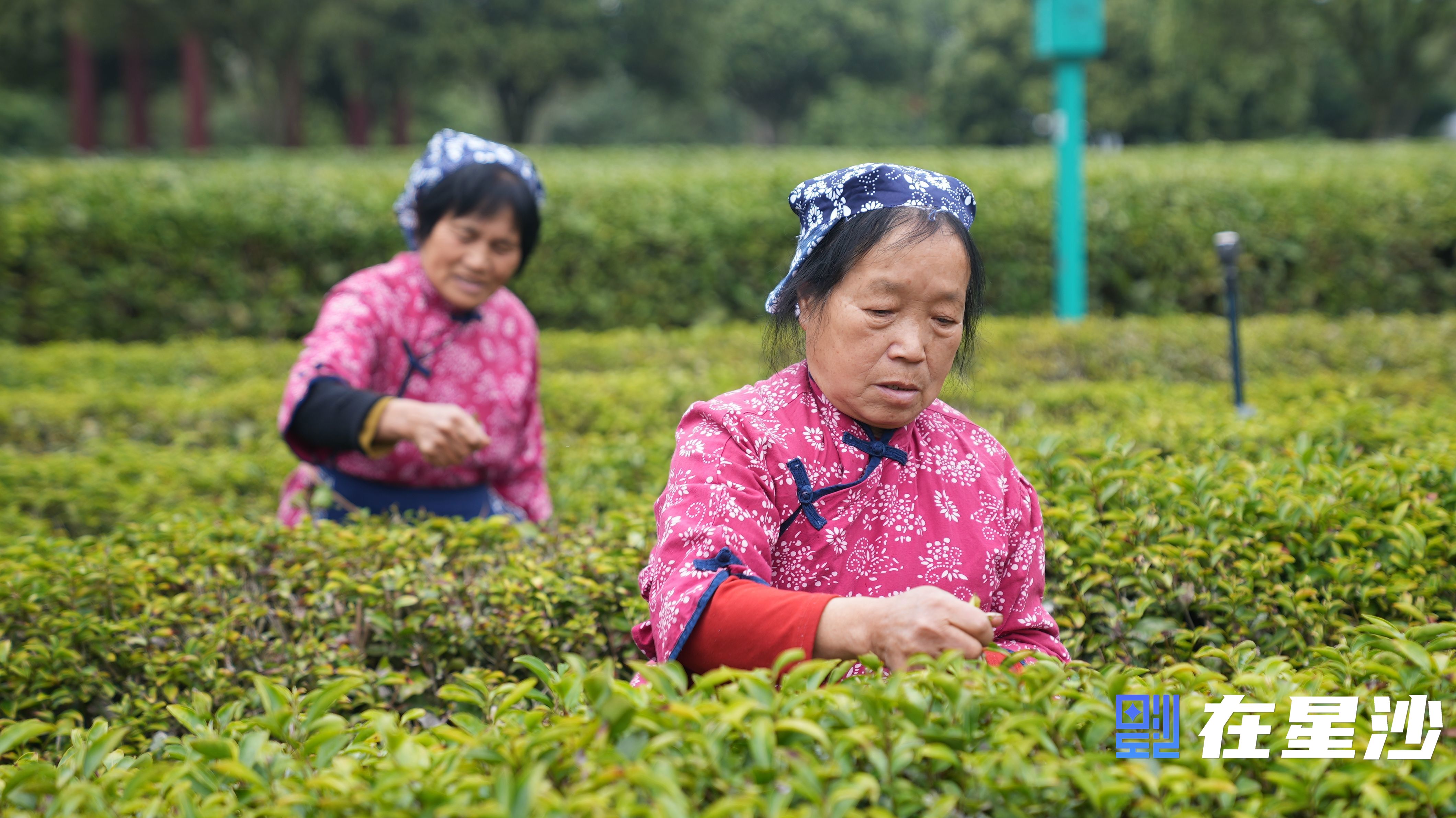 長(zhǎng)沙縣頭茬春茶搶“鮮”開采 萬(wàn)畝茶園好“豐”光